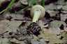 Tavaszi rétgomba (Agrocybe praecox), Pilis